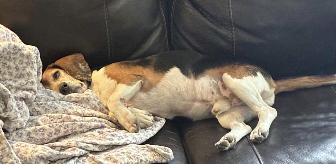 Rusty, a Adoptable Beagle in Knoxville, TN image 2/3