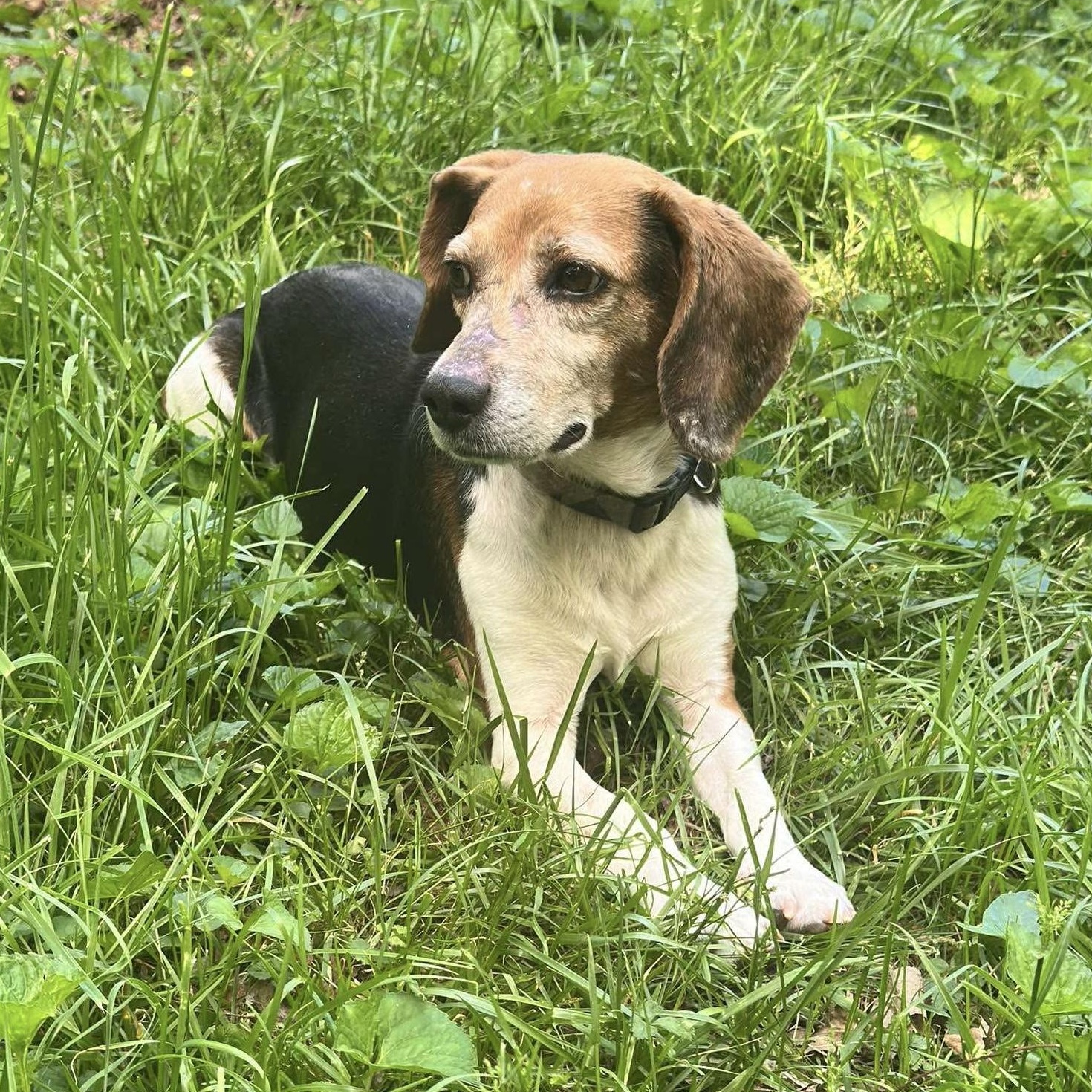 Rusty, a Adoptable Beagle in Knoxville, TN image 1/3