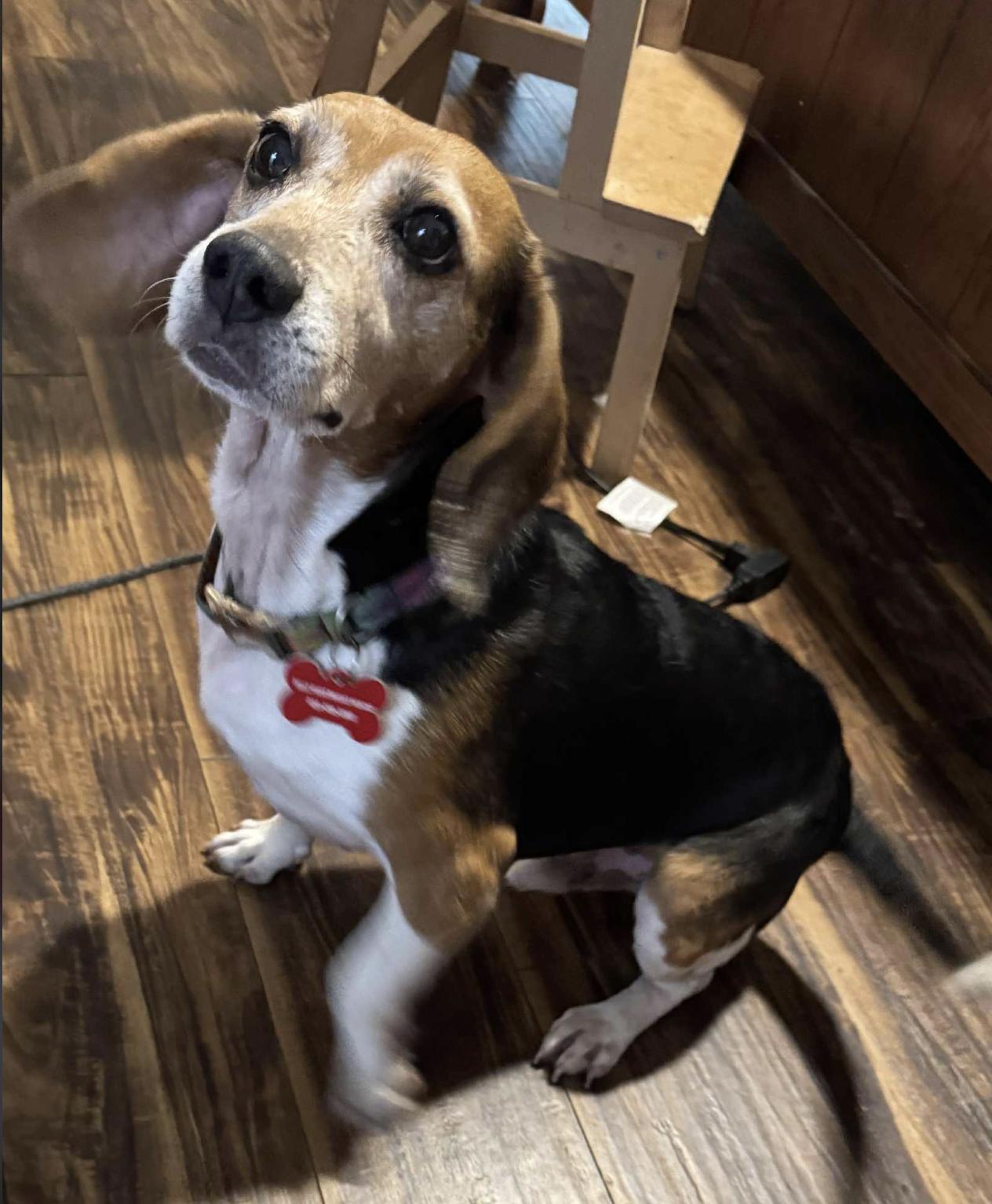 Rusty, a Adoptable Beagle in Knoxville, TN image 3/3