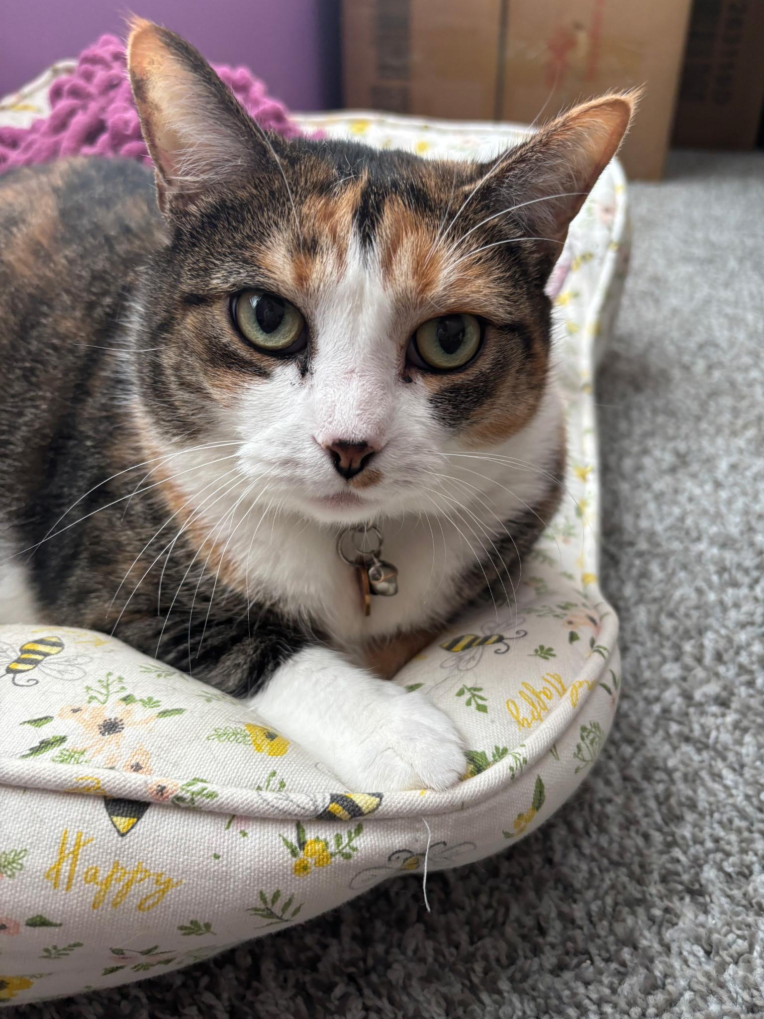 Annie, Adult Female Calico
