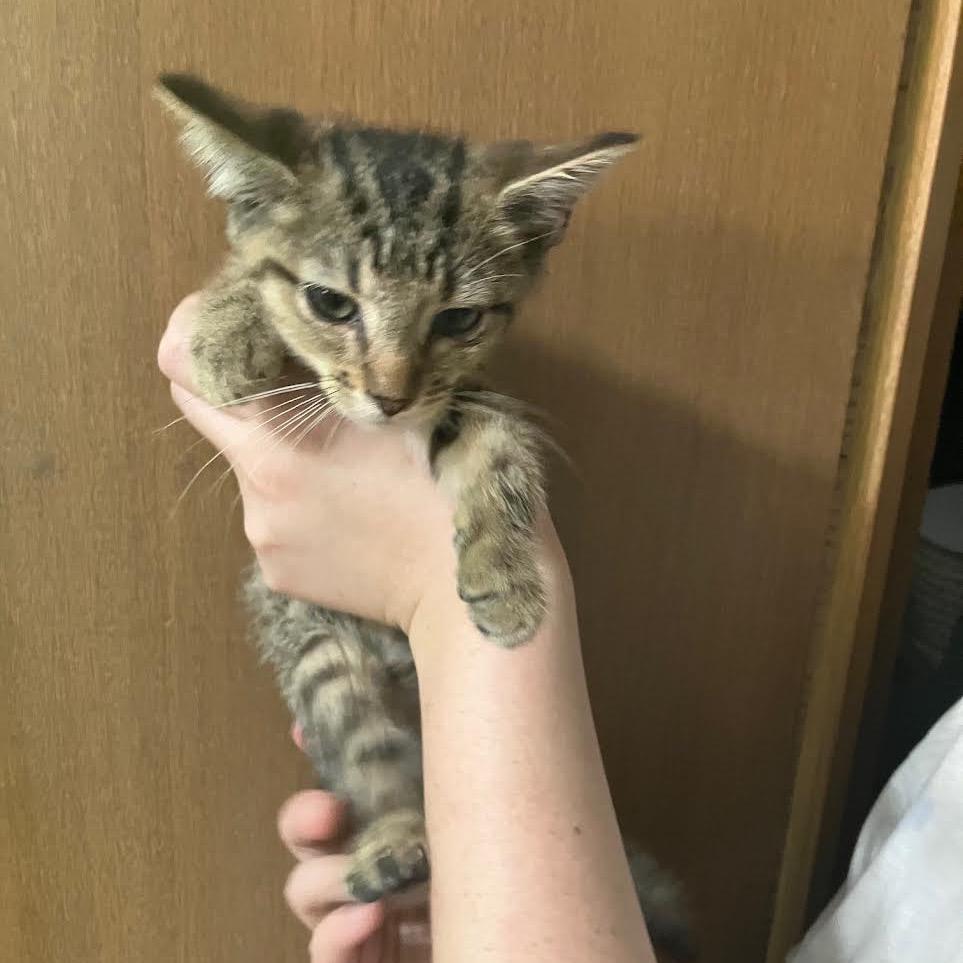 Nobel, Adoptable, Young Female Domestic Short Hair.