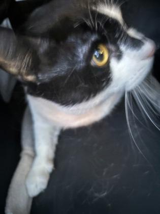 Handsome, a Adoptable mixed breed in Seattle, WA image 1/3