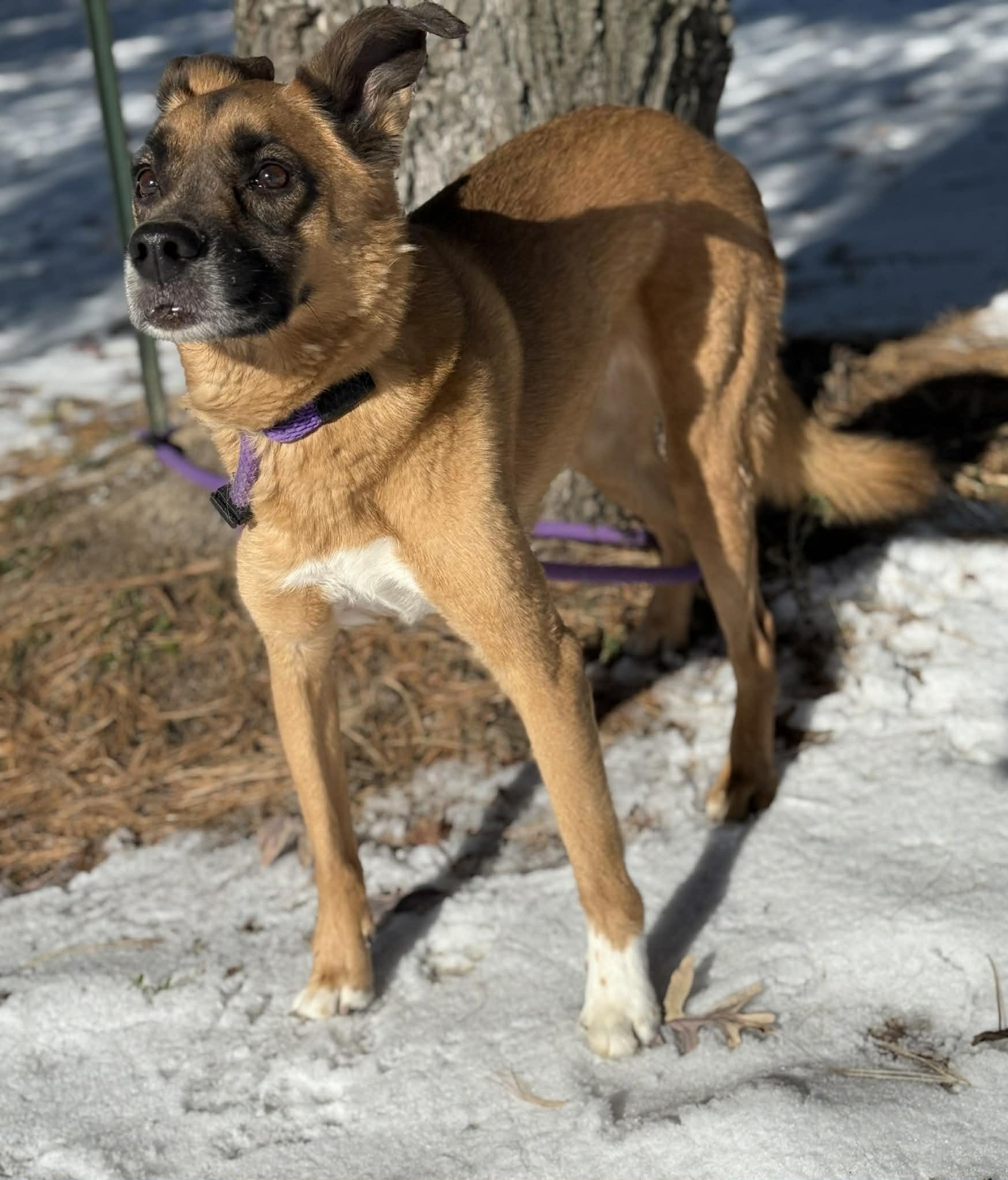 Enlarge Karma (in a FOSTER home), a ADOPTABLE mixed breed in Springfield, IL image 2/3