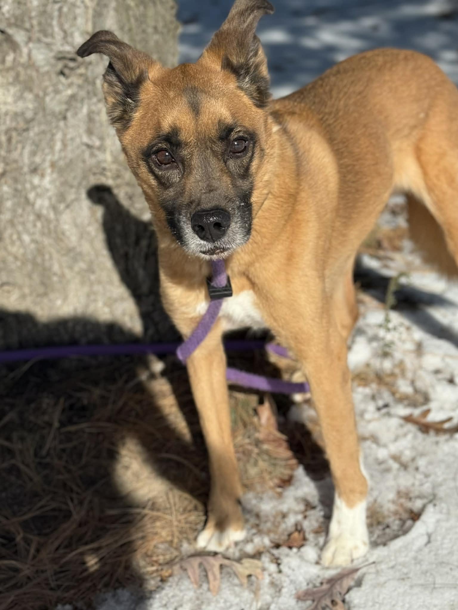 Enlarge Karma (in a FOSTER home), a ADOPTABLE mixed breed in Springfield, IL image 3/3
