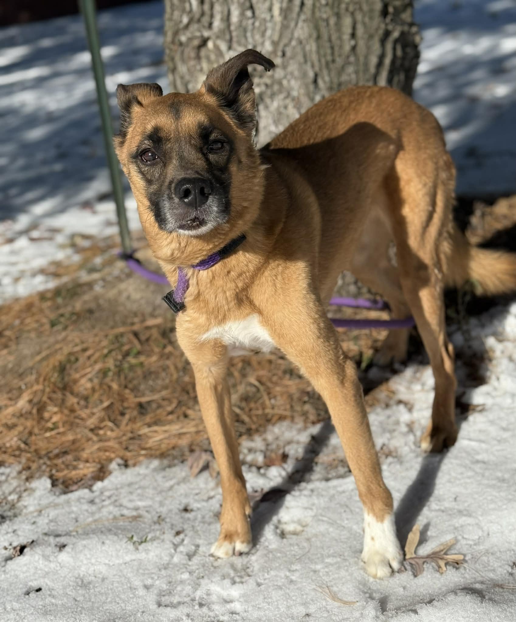 Enlarge Karma (in a FOSTER home), a ADOPTABLE mixed breed in Springfield, IL image 1/3