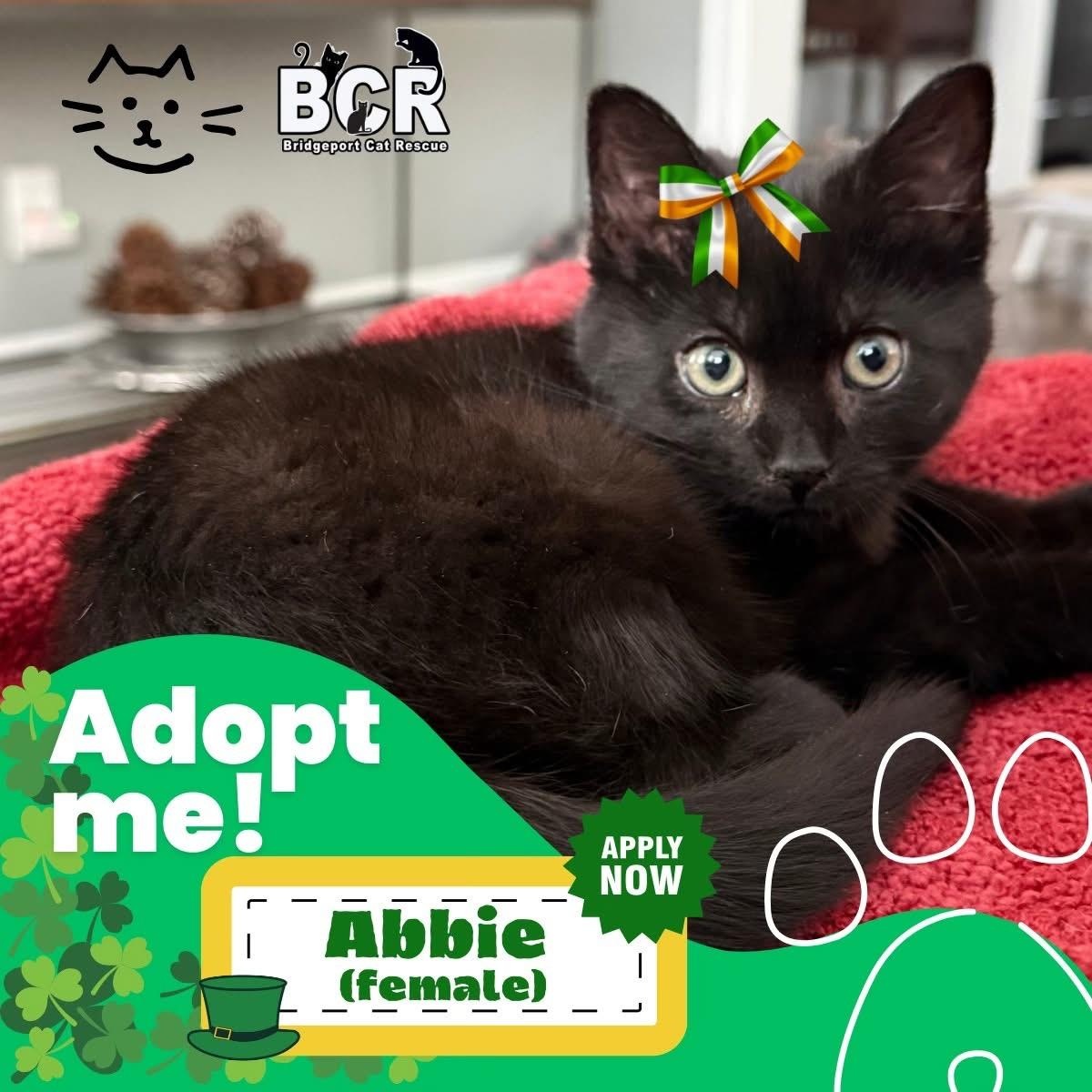 Enlarge Ebbie , a ADOPTABLE Domestic Short Hair in Bridgeport, CT image 1/1