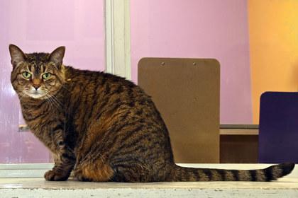 Kimmie, Adoptable, Adult Female Domestic Short Hair & Domestic Short Hair.