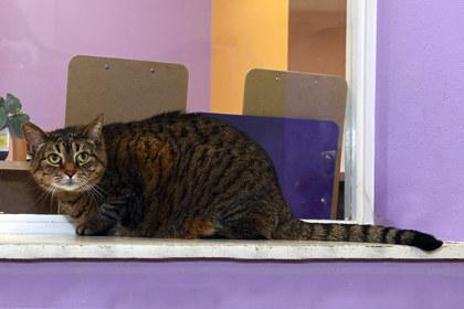 Enlarge Kimmie, a Adoptable mixed breed in Baton Rouge, LA image 2/3