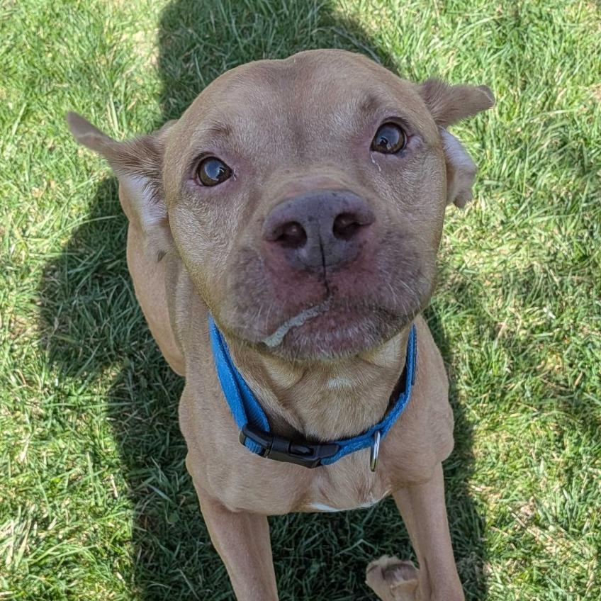 Curry, Adoptable, Adult Male Terrier & Mixed Breed.