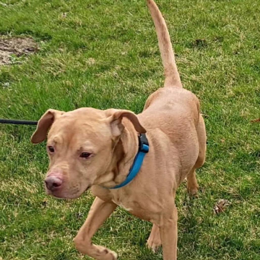 Enlarge Curry, a Adoptable mixed breed in Marysville, OH image 3/6