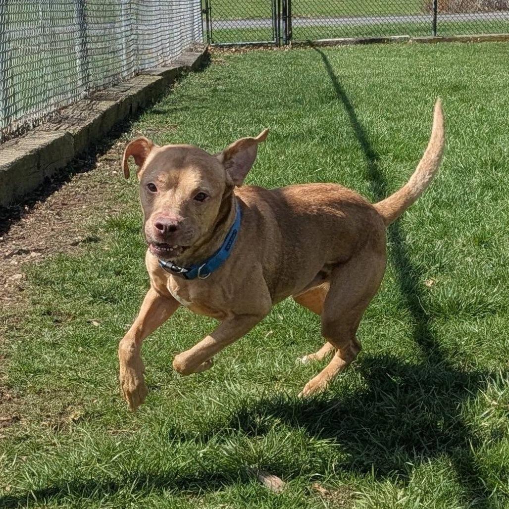 Enlarge Curry, a Adoptable mixed breed in Marysville, OH image 4/6