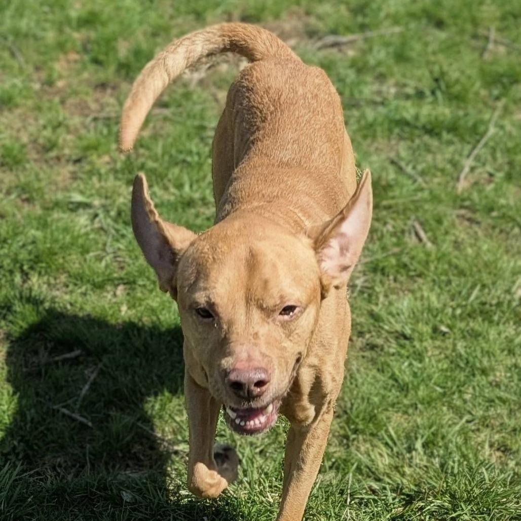 Enlarge Curry, a Adoptable mixed breed in Marysville, OH image 5/6
