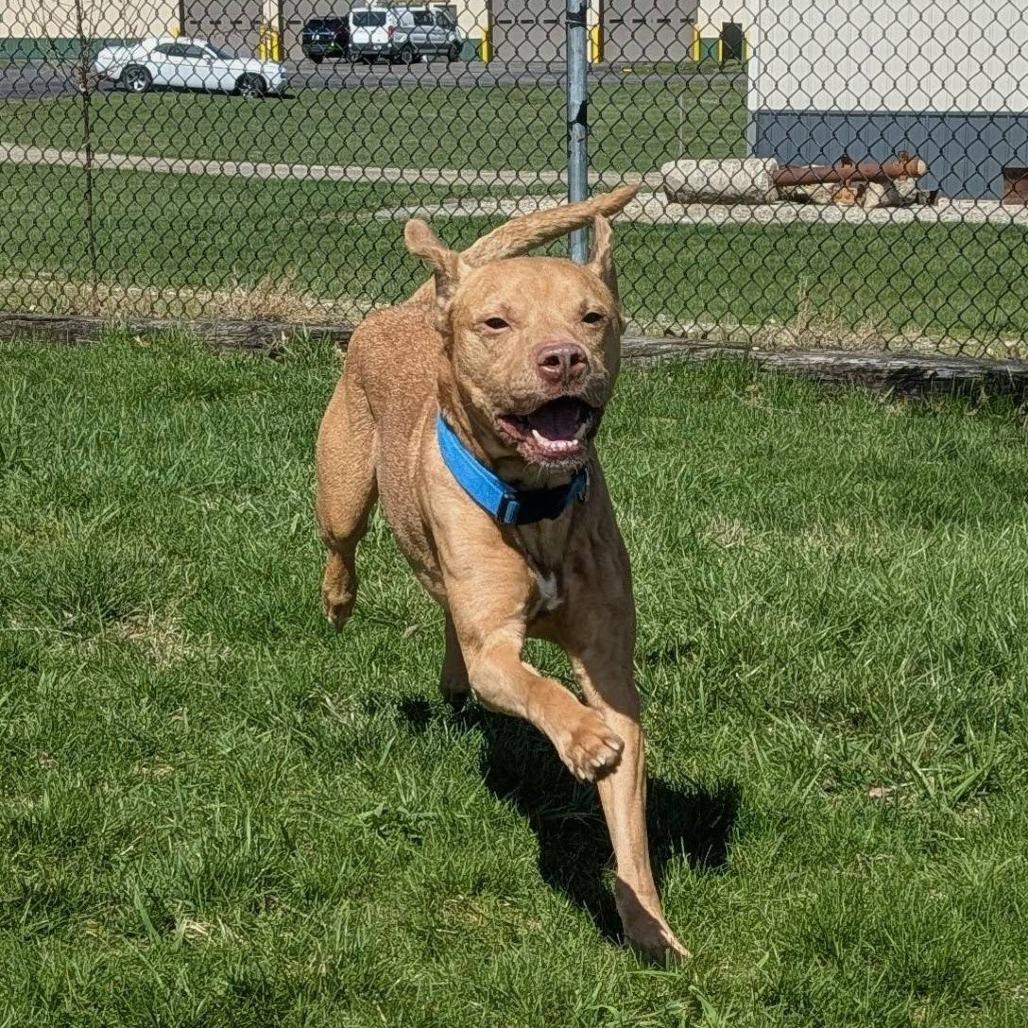 Enlarge Curry, a Adoptable mixed breed in Marysville, OH image 6/6