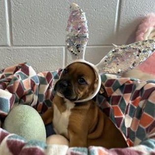 Enlarge Simba, an adopted mixed breed in Danville, PA image 3/3