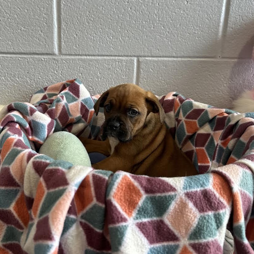 Enlarge Simba, an adopted mixed breed in Danville, PA image 2/3