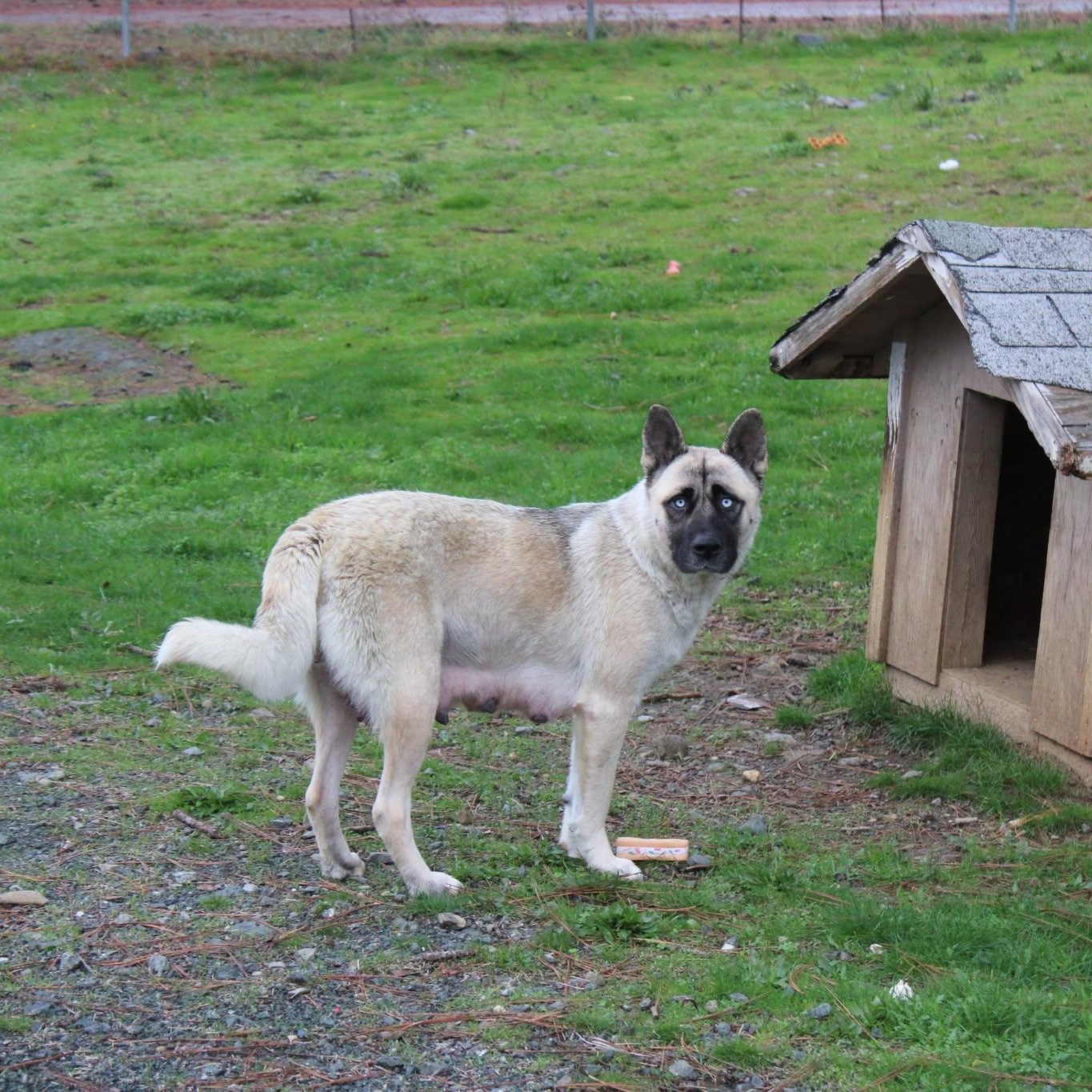 Baby - Mama of the Puppies