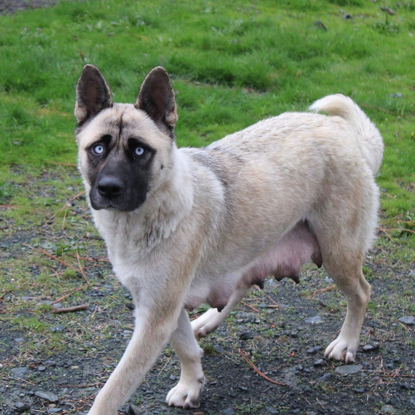 Enlarge Baby - Mama of the Puppies, a Adoptable mixed breed in Weaverville, CA image 3/3
