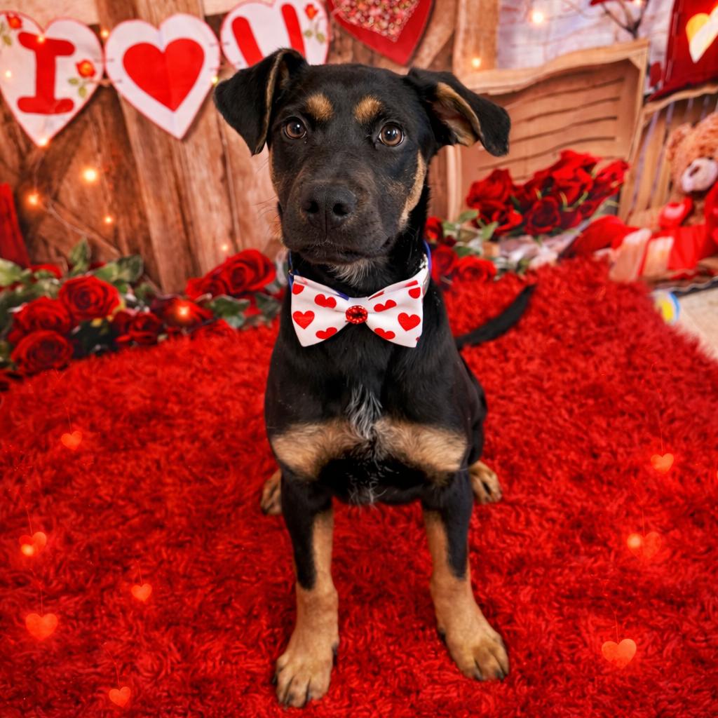 Fraser, Adoptable, Puppy Male Shepherd.