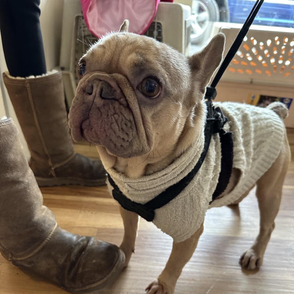 Meisje "mysha"- little girl, Adoptable, Adult Female French Bulldog.