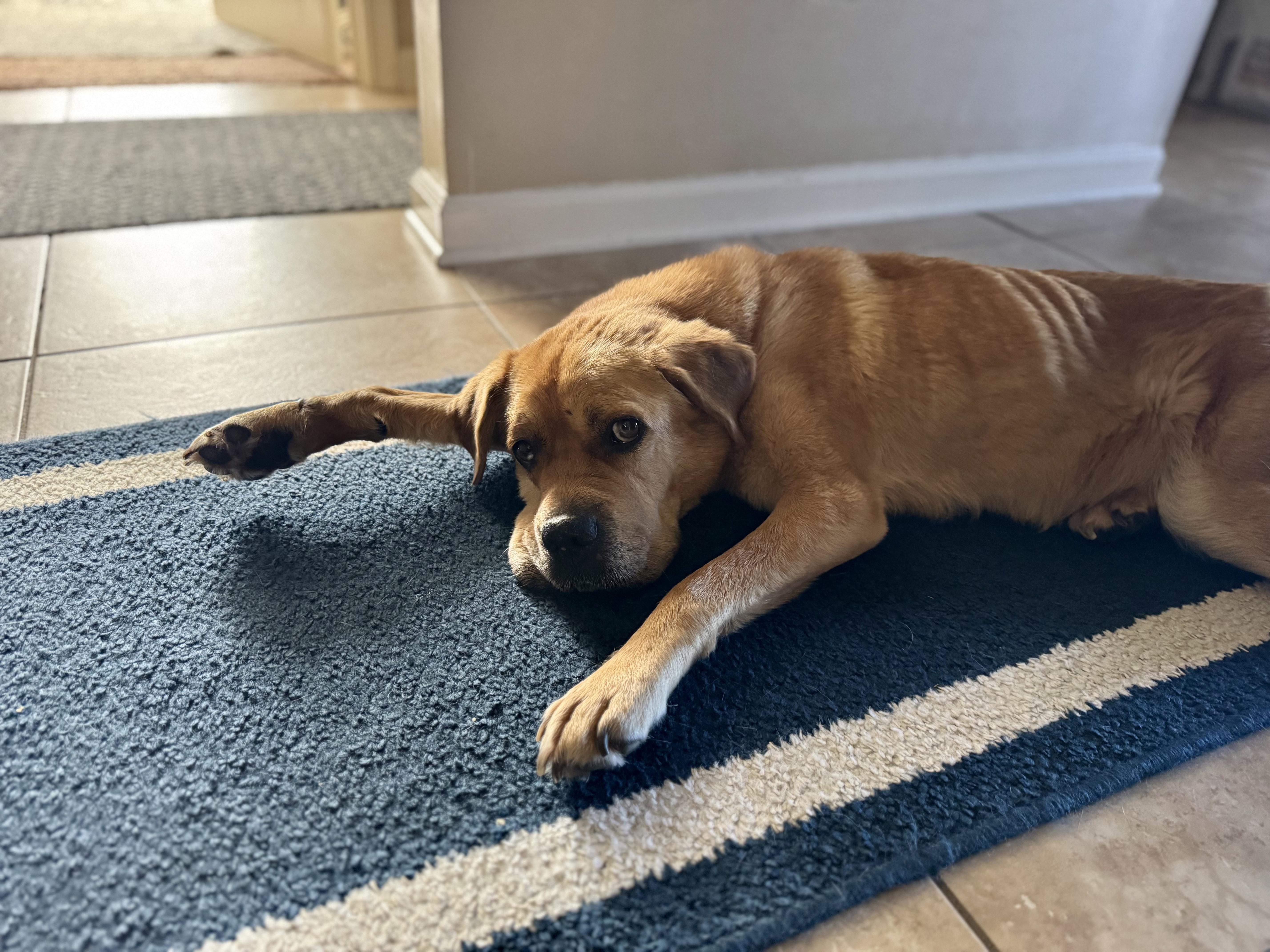 Mama, a ADOPTABLE mixed breed in Mount Meigs, AL image 1/3