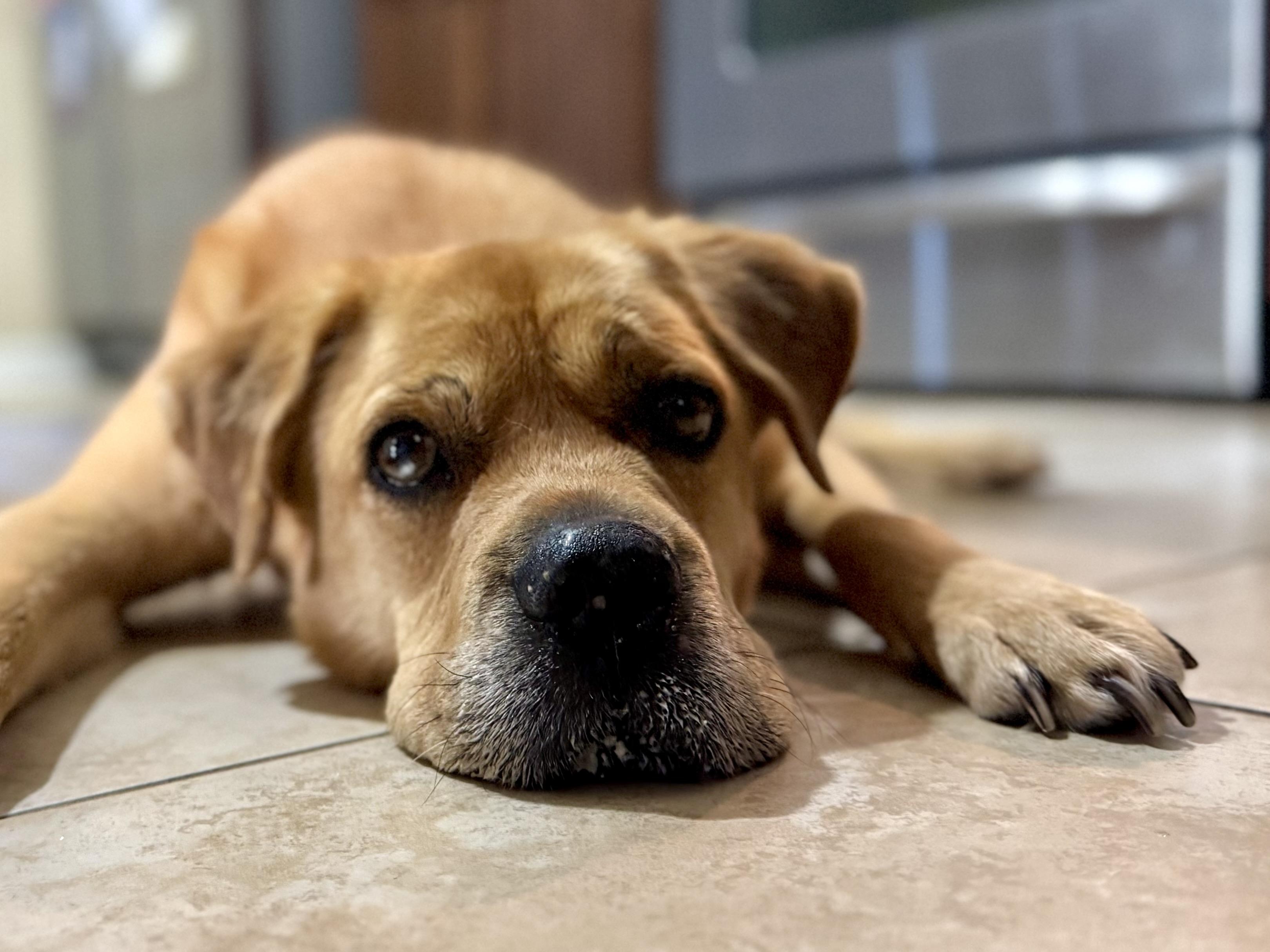 Mama, a ADOPTABLE mixed breed in Mount Meigs, AL image 2/3