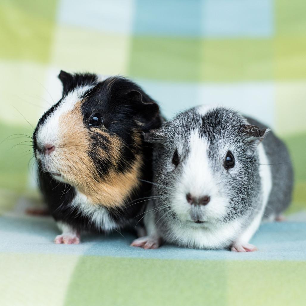 Kiwi, Adoptable, Young Female Guinea Pig.