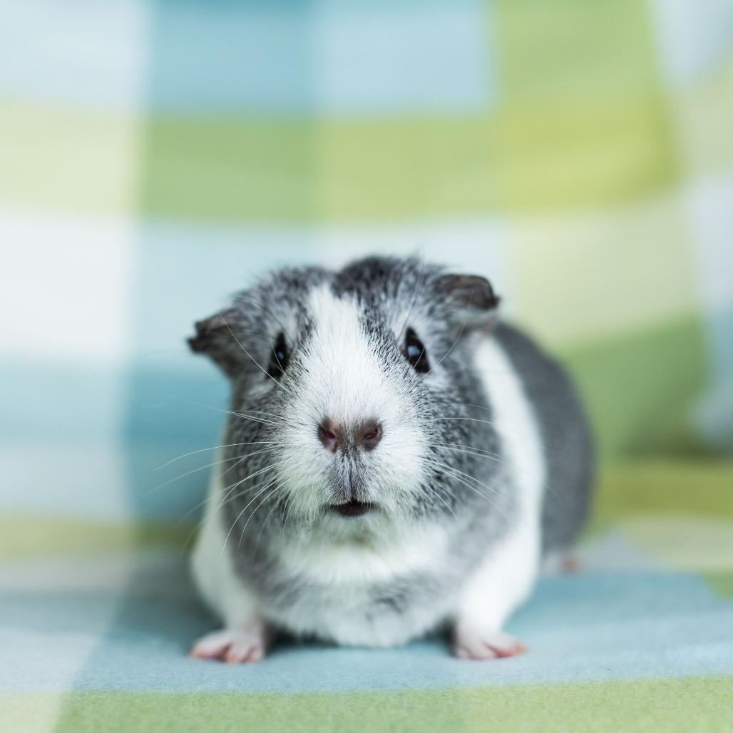 Enlarge Kiwi, a Adoptable Guinea Pig in Warwick, RI image 2/3