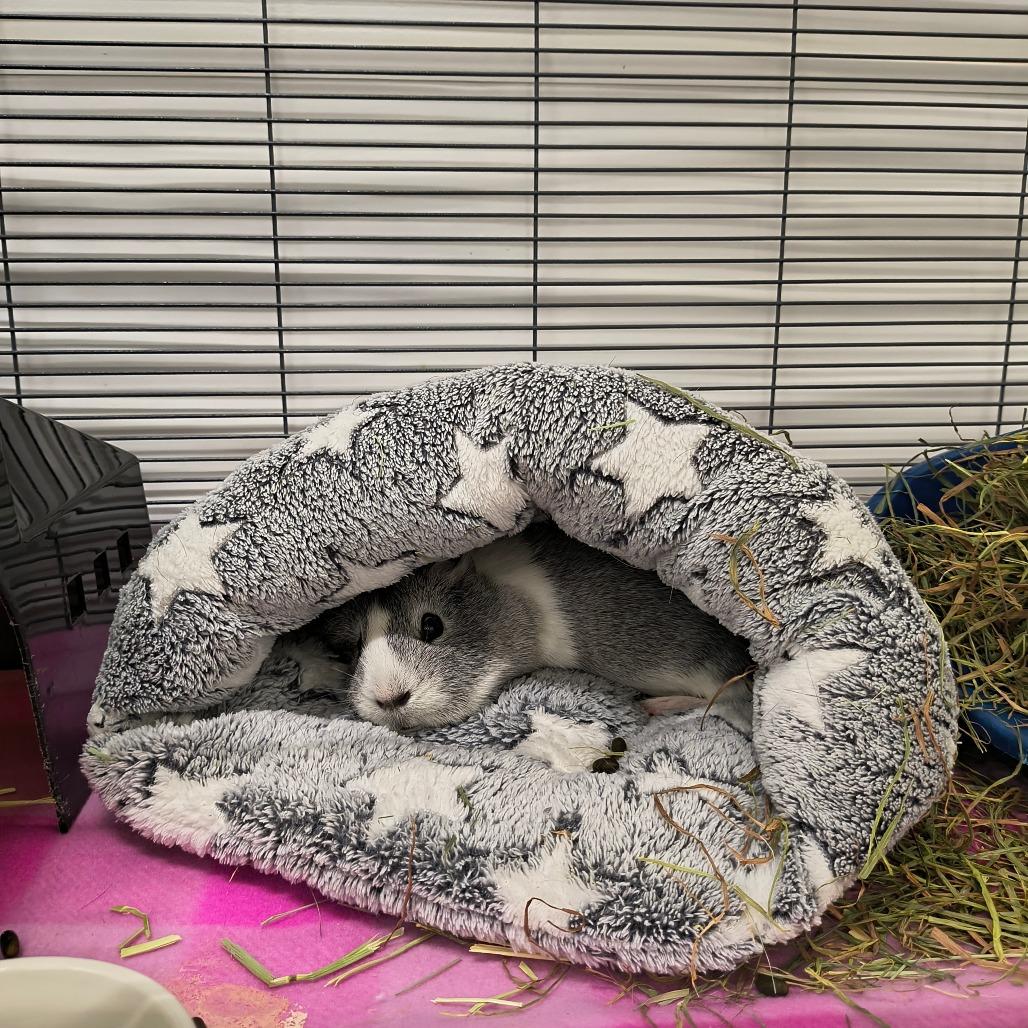 Enlarge Kiwi, a Adoptable Guinea Pig in Warwick, RI image 3/3