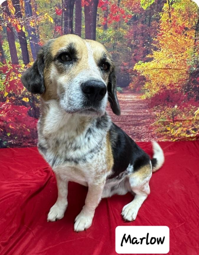 Enlarge Marlow, an adoptable Beagle in Urbana, OH image 1/1