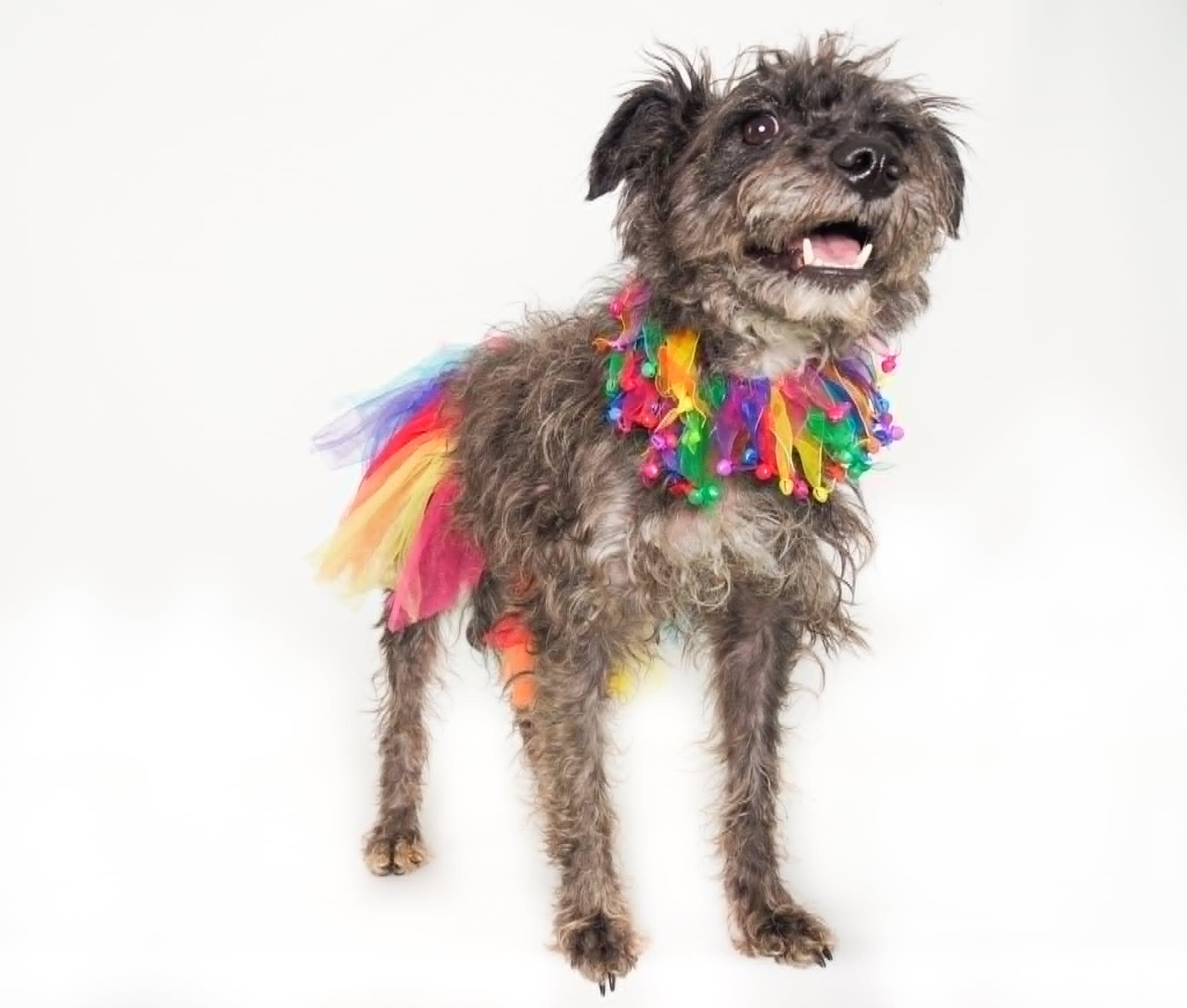 Maraca, a Adoptable mixed breed in PHOENIX, AZ image 1/6
