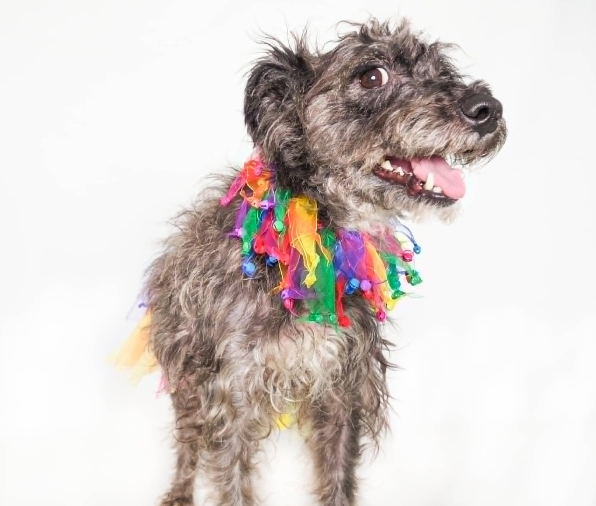Maraca, a Adoptable mixed breed in PHOENIX, AZ image 2/6