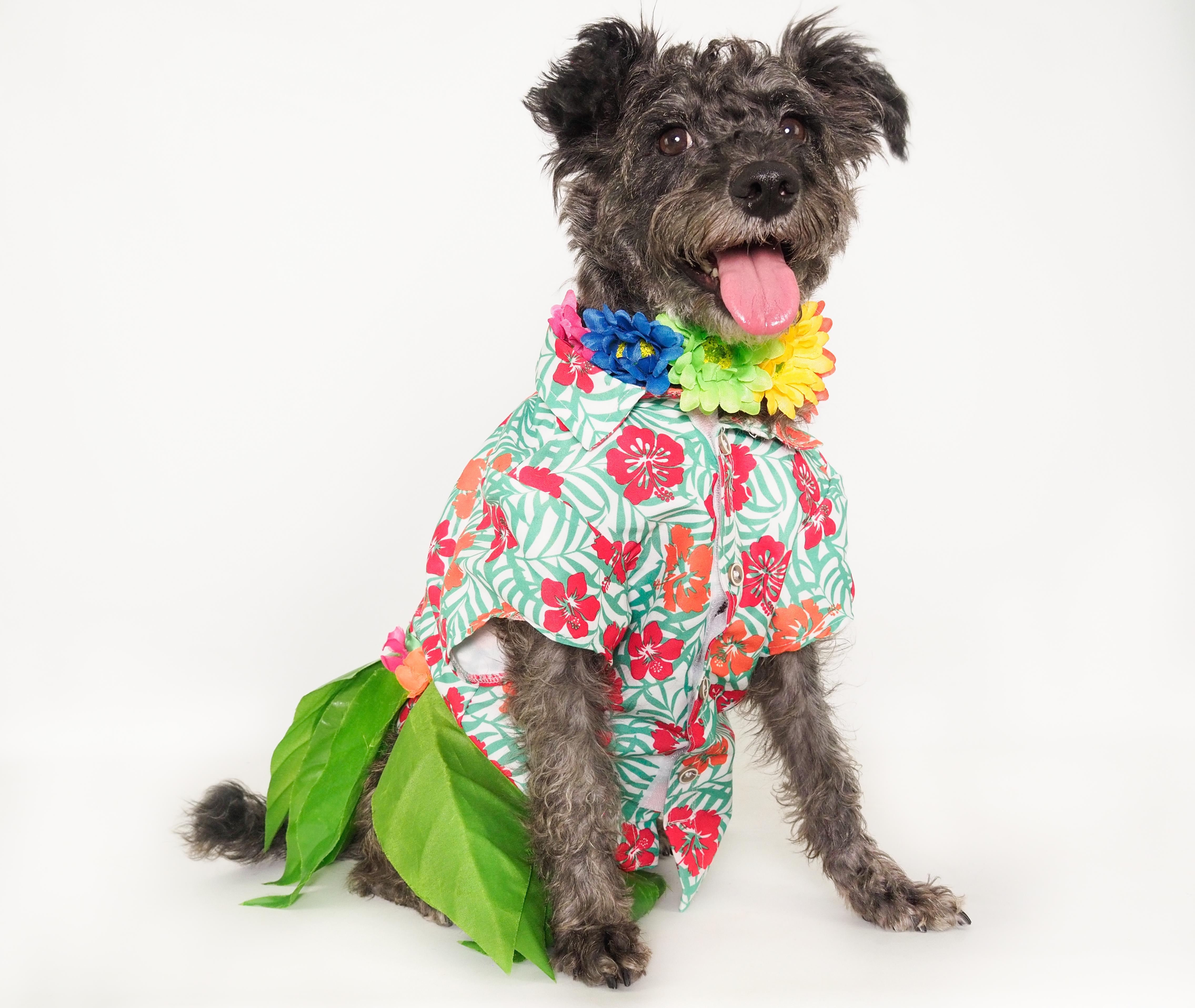 Maraca, a Adoptable mixed breed in PHOENIX, AZ image 1/6