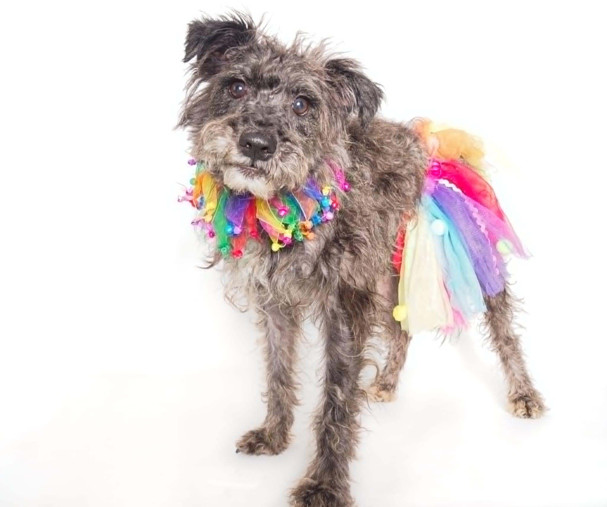 Maraca, a Adoptable mixed breed in PHOENIX, AZ image 4/6