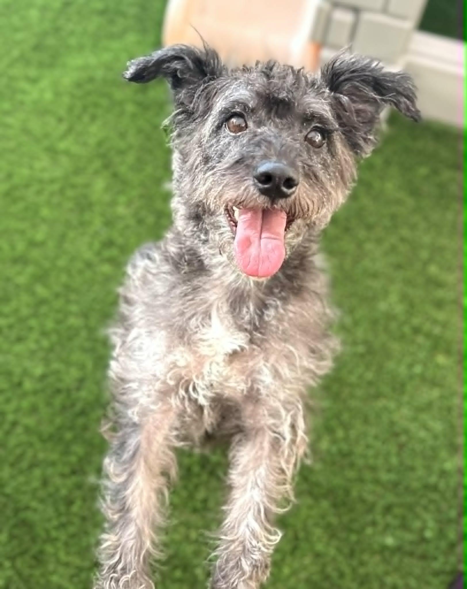 Maraca, a Adoptable mixed breed in PHOENIX, AZ image 2/6