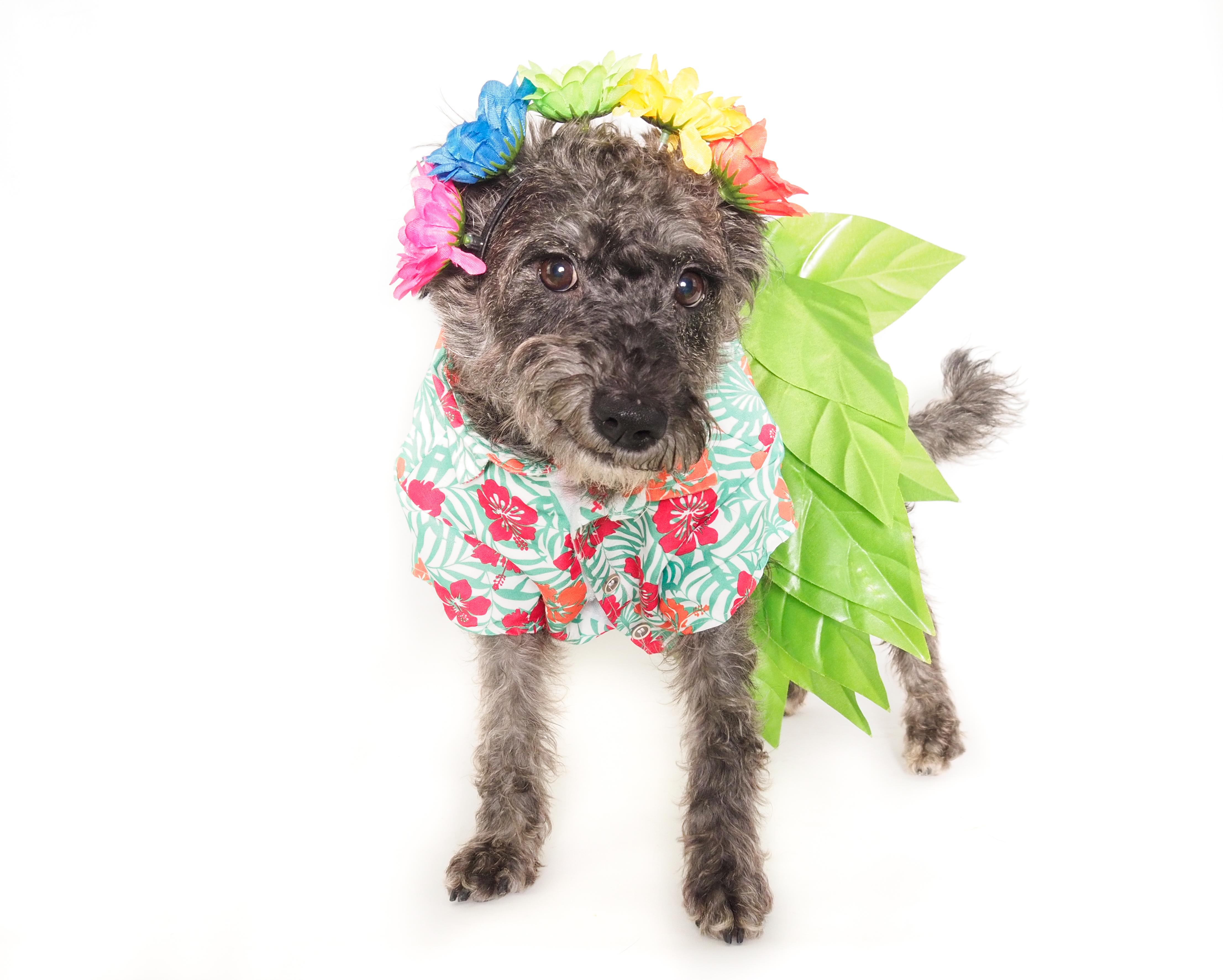 Maraca, a Adoptable mixed breed in PHOENIX, AZ image 5/6