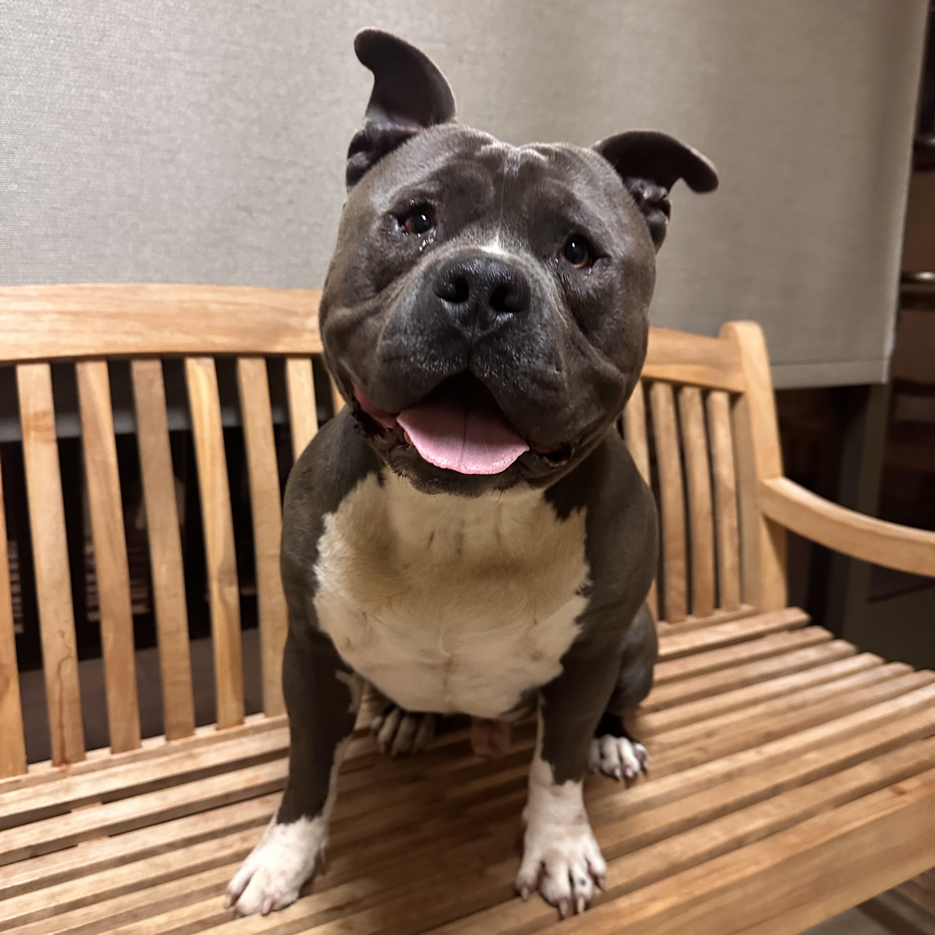 Enlarge Bud, a Adopted Pit Bull Terrier in Temecula, CA image 2/5