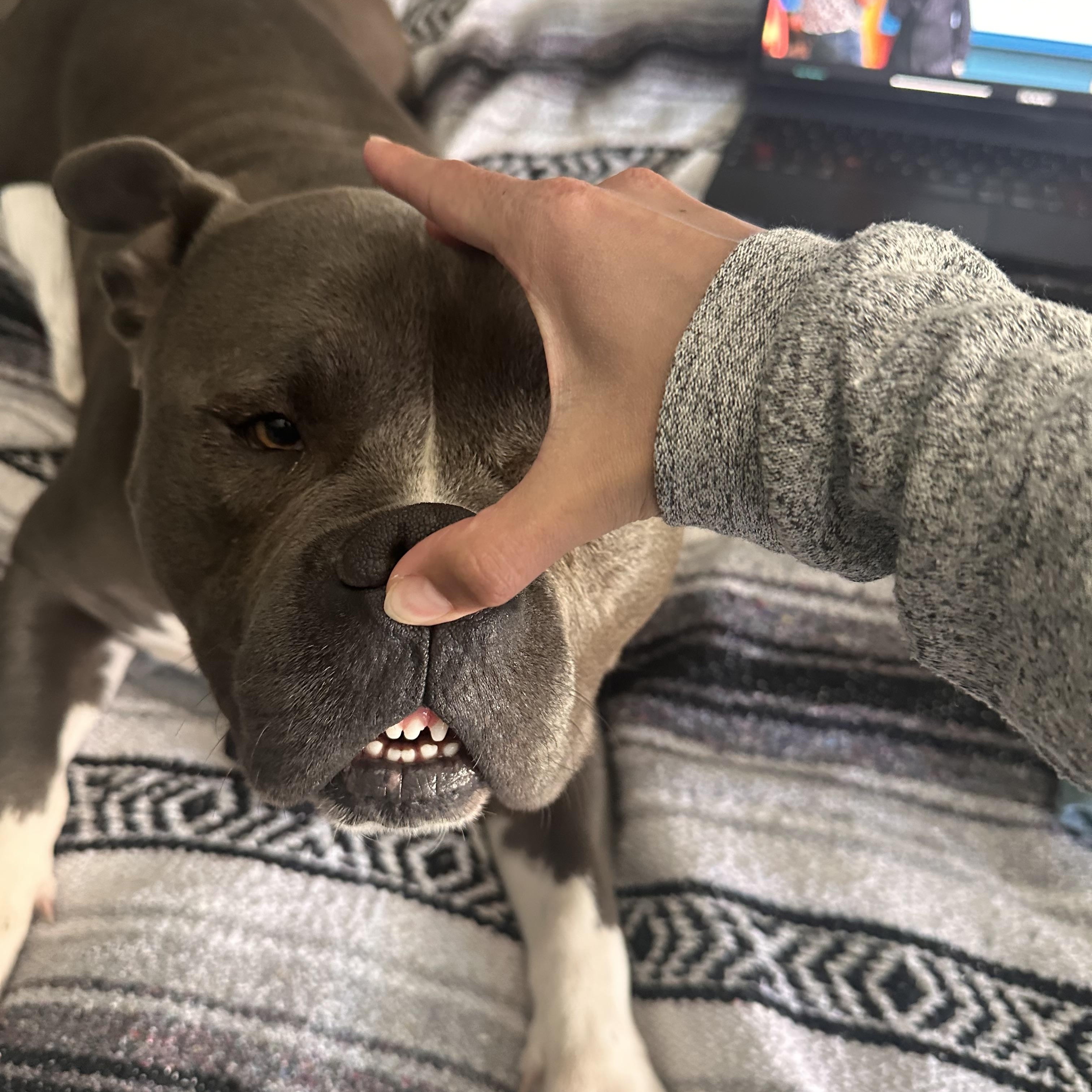 Enlarge Bud, a Adopted Pit Bull Terrier in Temecula, CA image 5/5