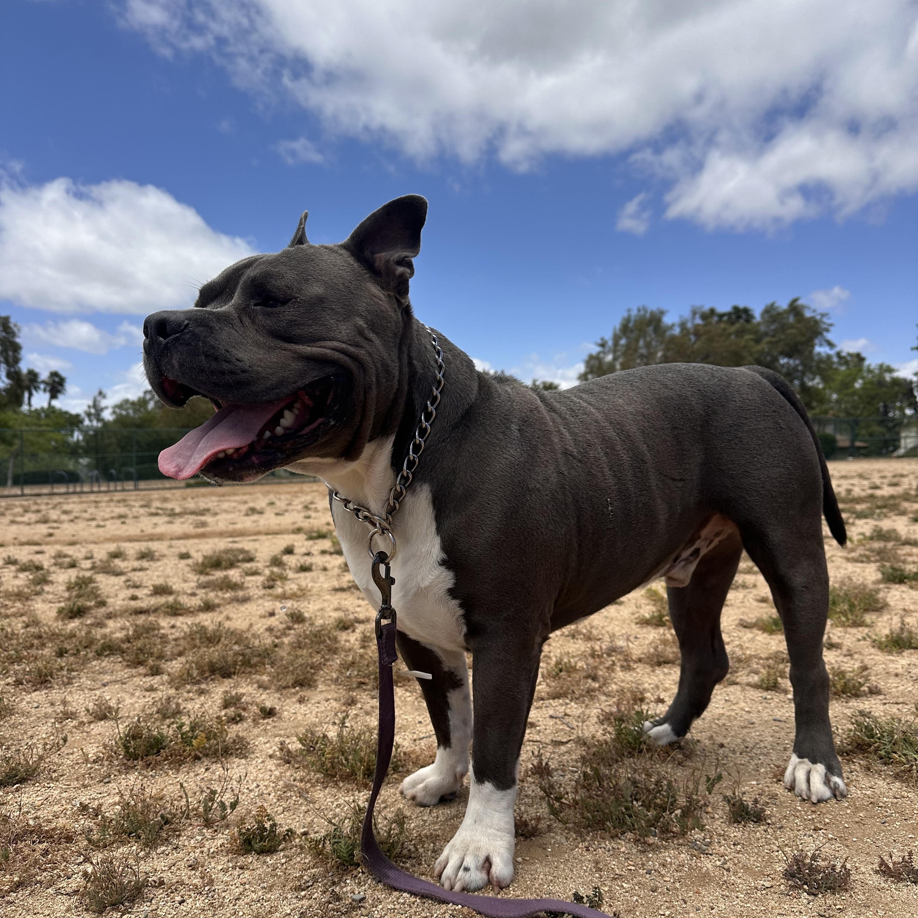Enlarge Bud, a Adopted Pit Bull Terrier in Temecula, CA image 3/5