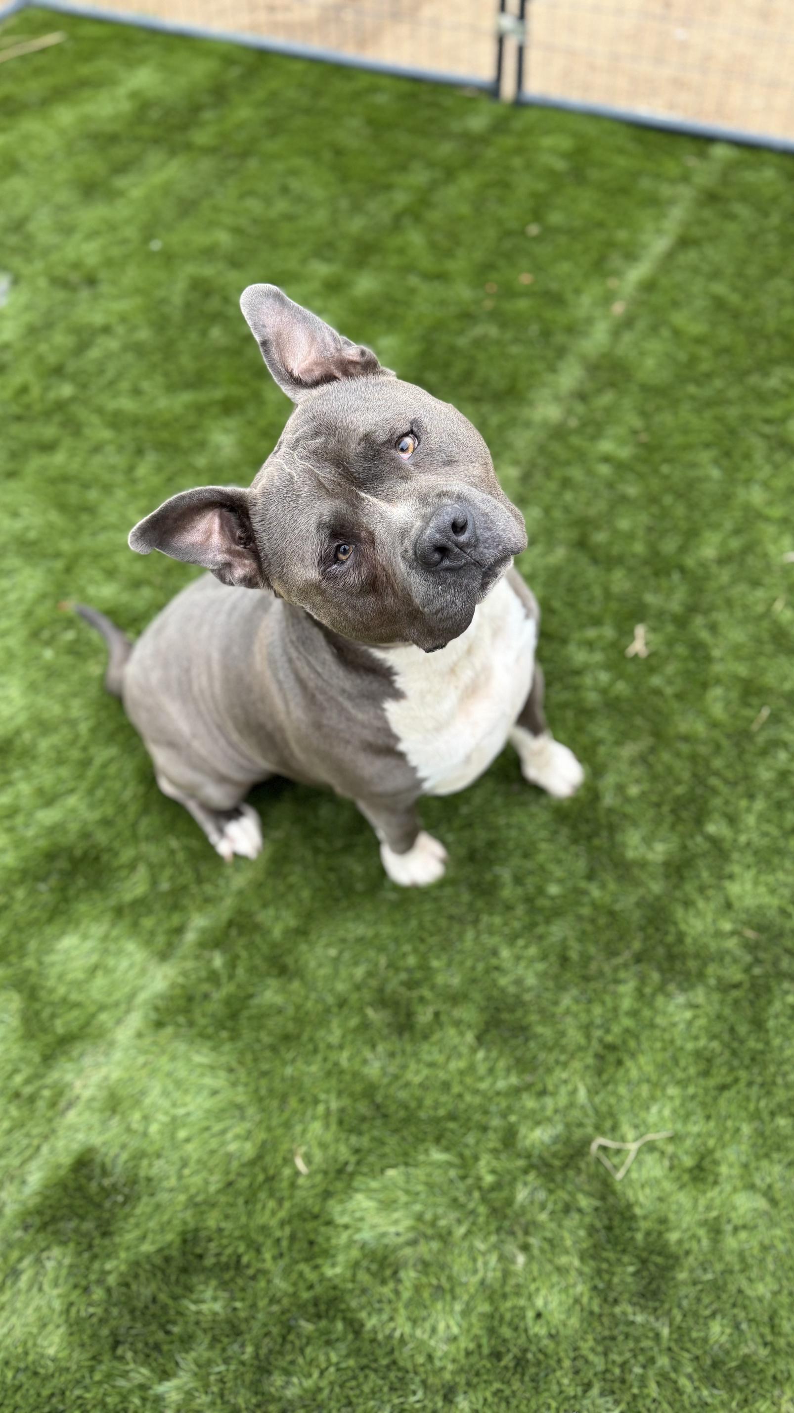 Bud, Adopted, Young Male Pit Bull Terrier.