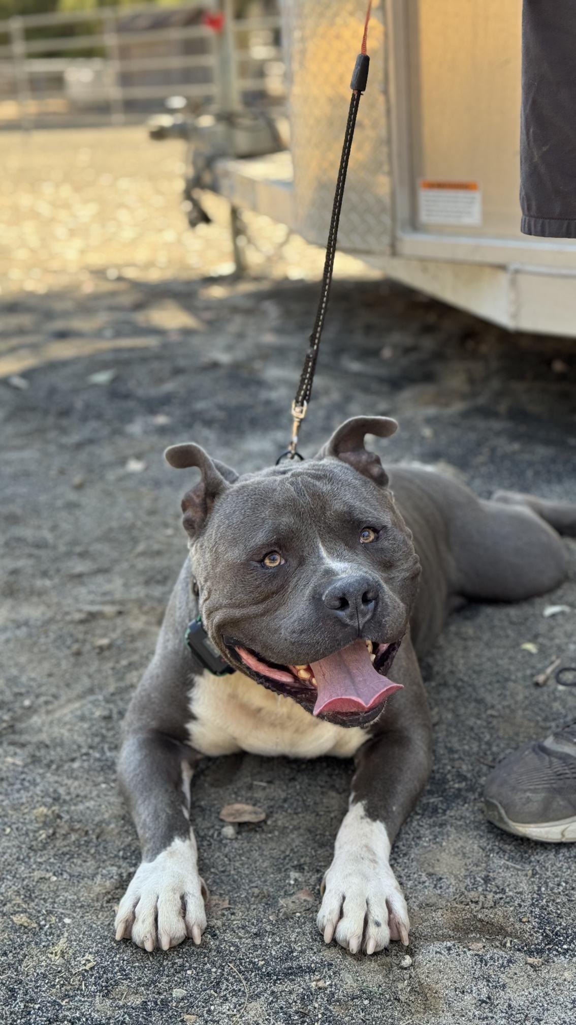 Enlarge Bud, a Adopted Pit Bull Terrier in Temecula, CA image 4/5