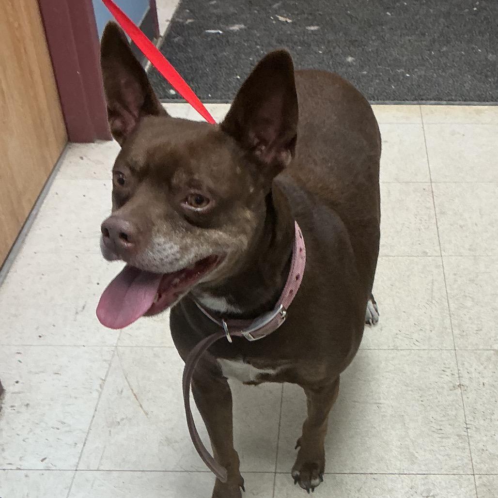 Enlarge Precious, a Adoptable Pit Bull Terrier in St Joseph, MO image 1/2