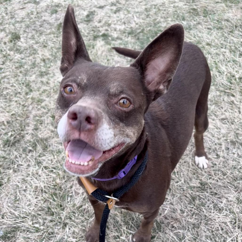Enlarge Precious, a Adoptable Pit Bull Terrier in St Joseph, MO image 2/2