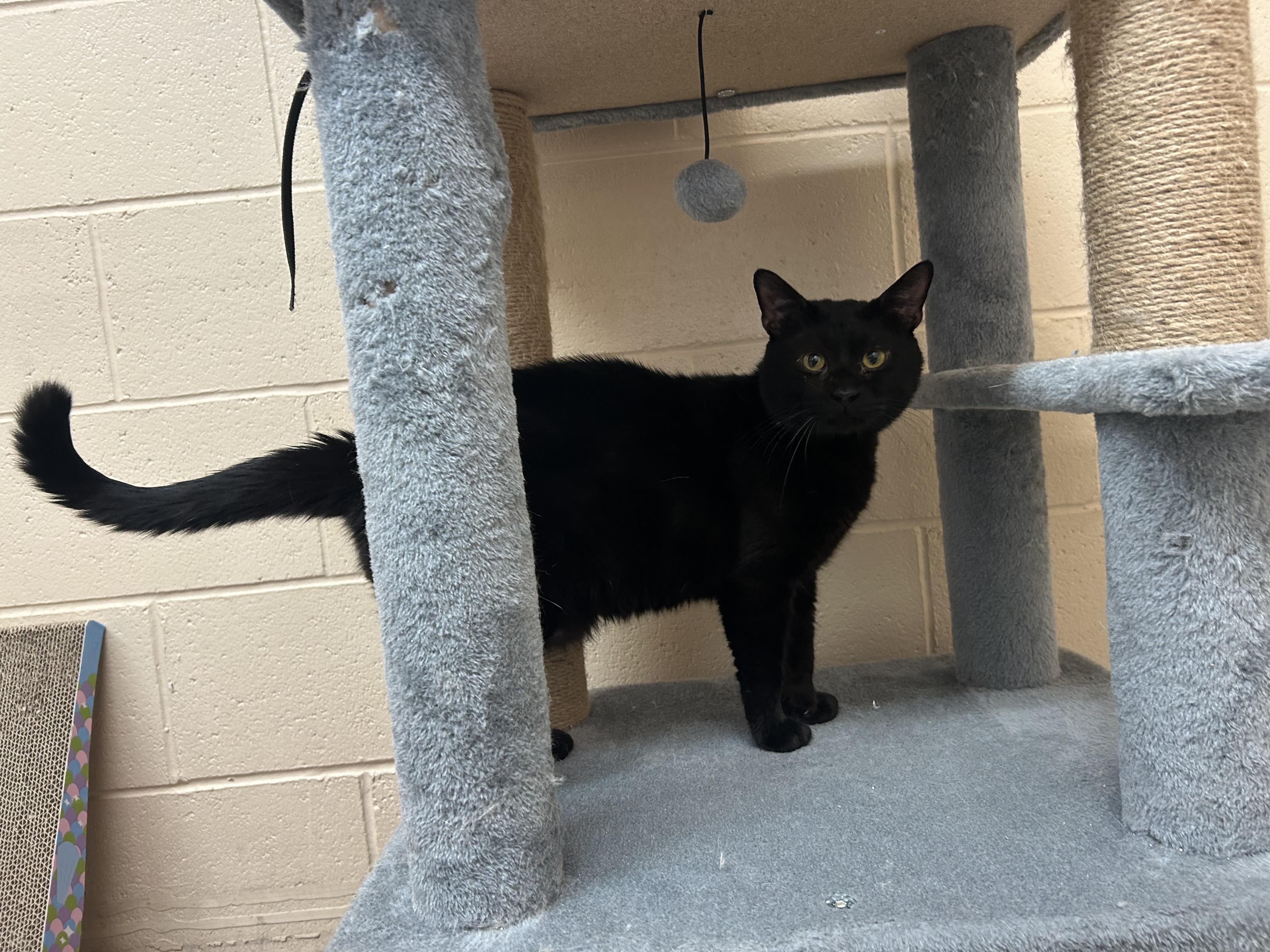 Milio, Adoptable, Young Male Domestic Short Hair.