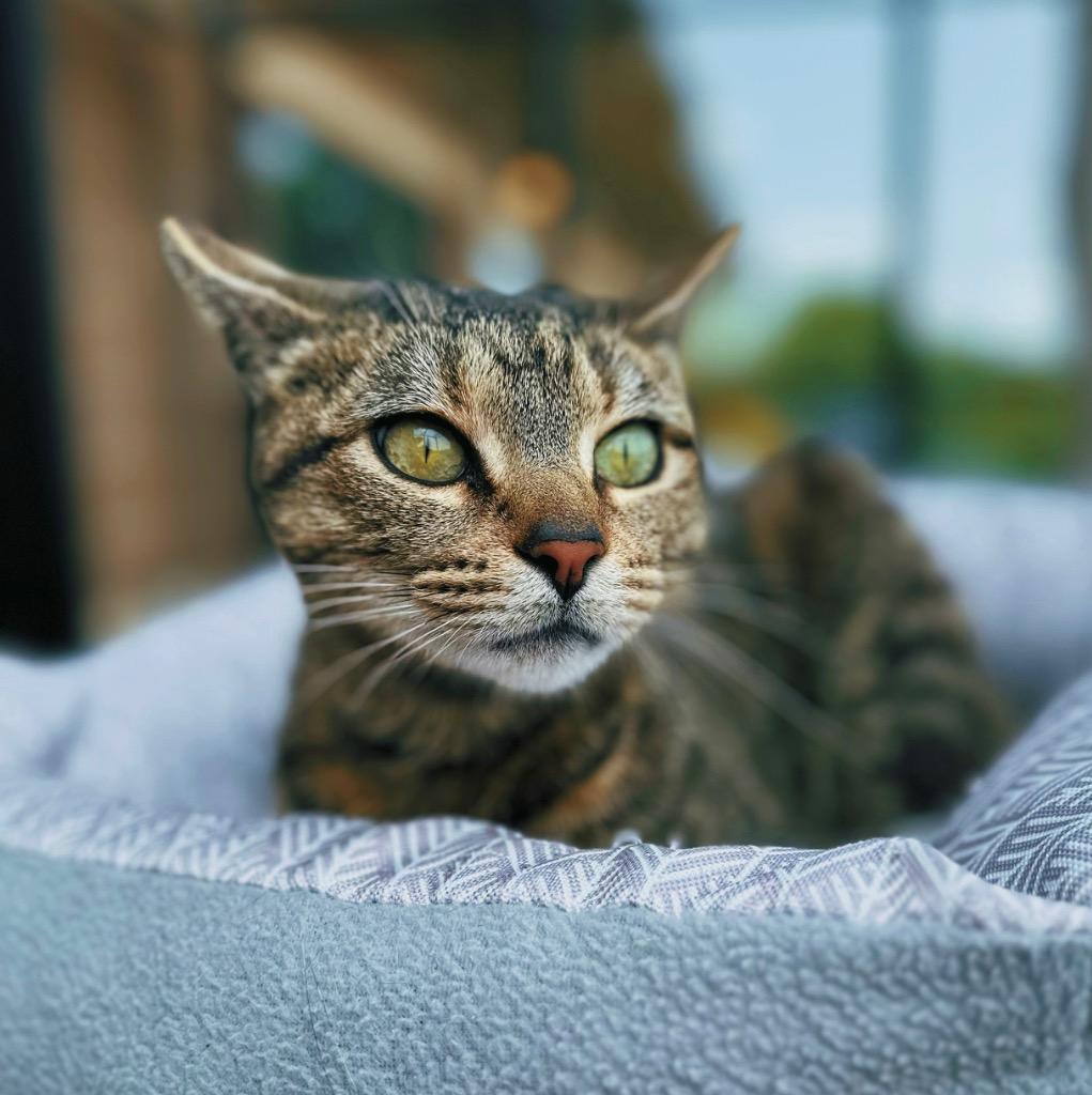 CINCO, Adoptable, Young Female Domestic Short Hair.