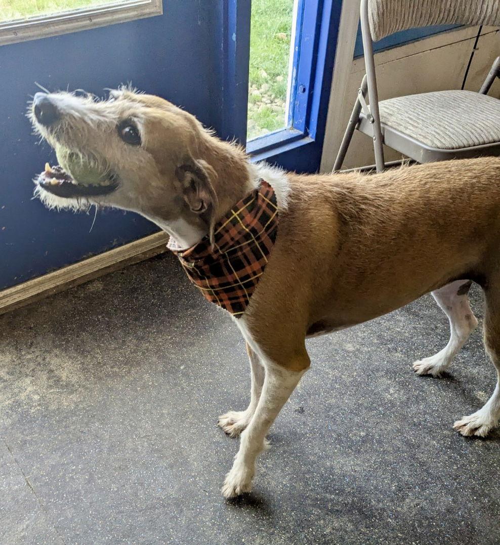 Daisy, Adoptable, Adult Female Hound.