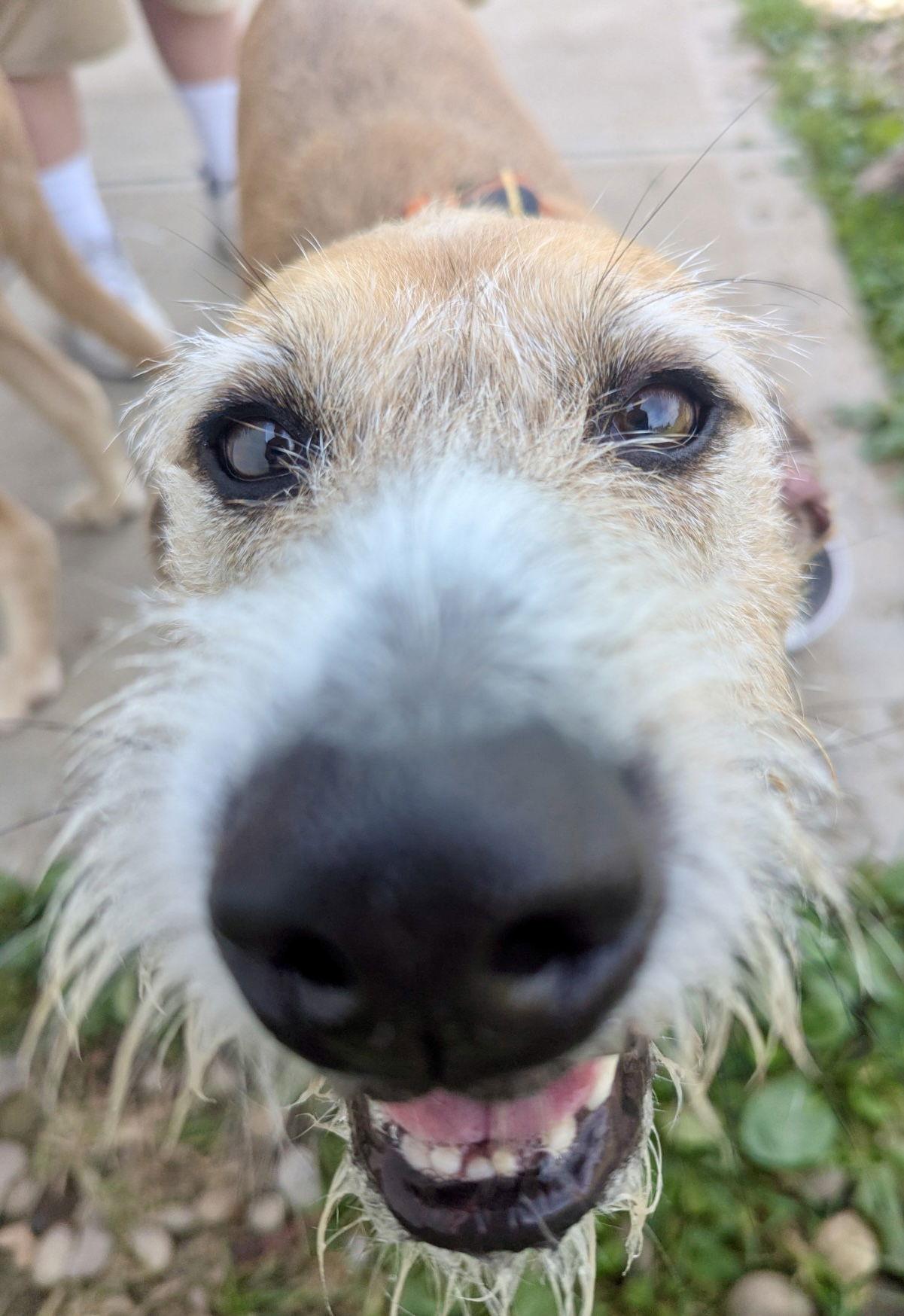 Enlarge Daisy, a Adoptable Hound in Pittsburgh, PA image 2/3