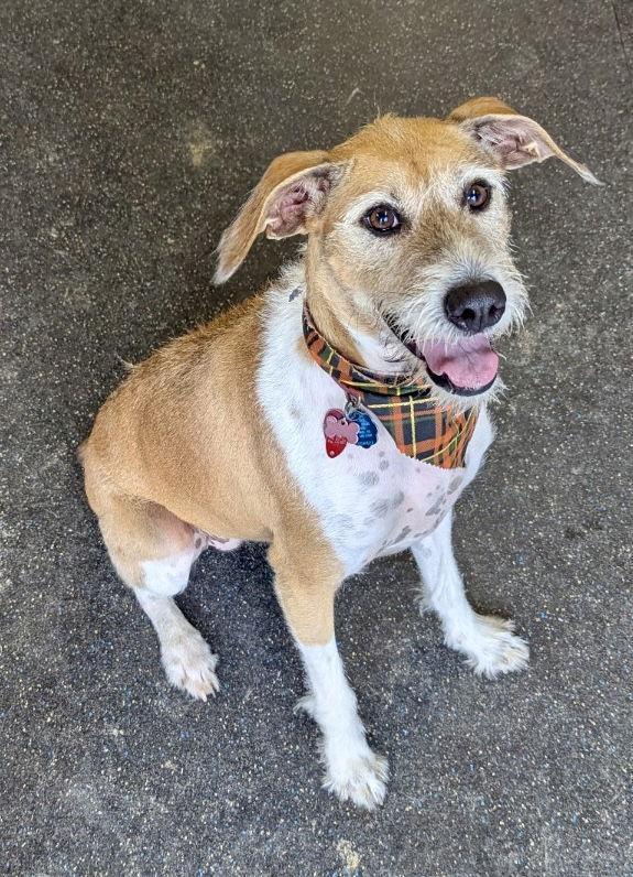 Enlarge Daisy, a Adoptable Hound in Pittsburgh, PA image 3/3