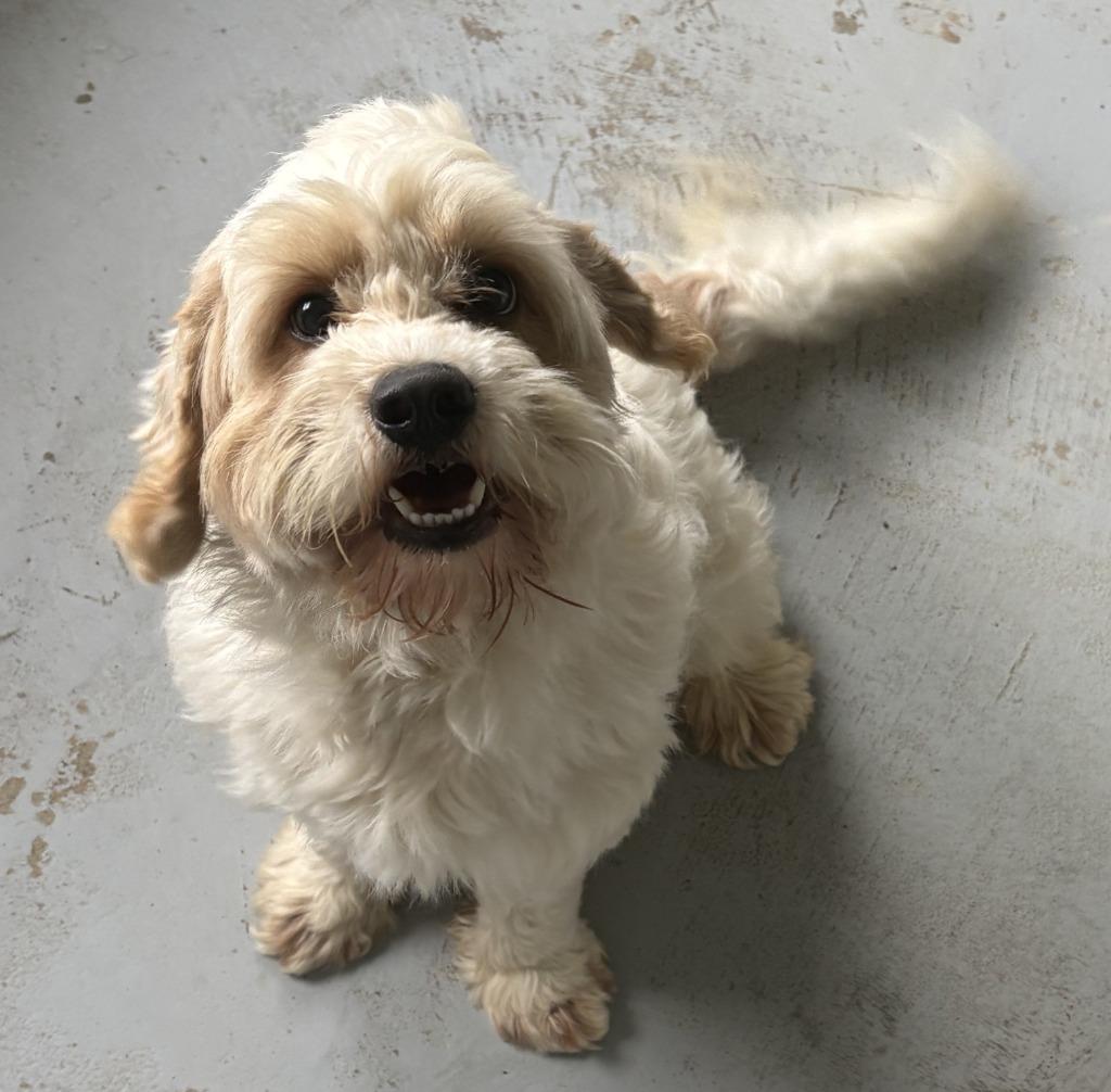 Hayden, Adoptable, Young Male Cocker Spaniel & Poodle.