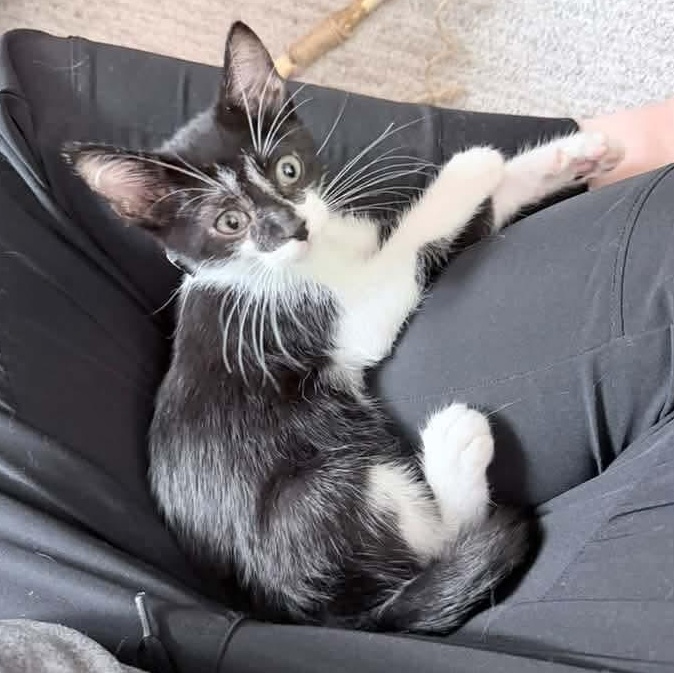 Enlarge Vulcan, a Adopted Tuxedo in Kentwood, MI image 4/6
