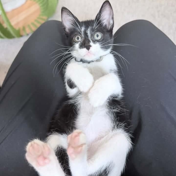 Enlarge Vulcan, a Adopted Tuxedo in Kentwood, MI image 2/6